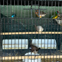 Uccelli diamanti gould passeri Giappone gabbie