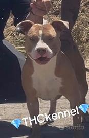Cuccioli Pitbull