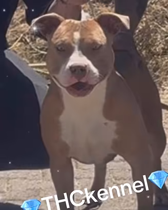 Cuccioli Pitbull