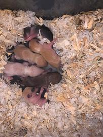 Cucciolata gerbilli