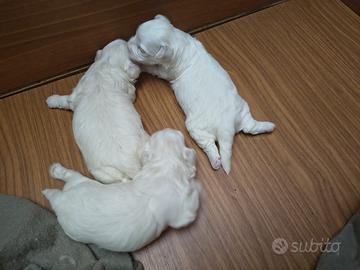 Cuccioli maltesi