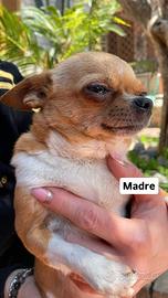 Cucciolo maschio chihuahua messicano
