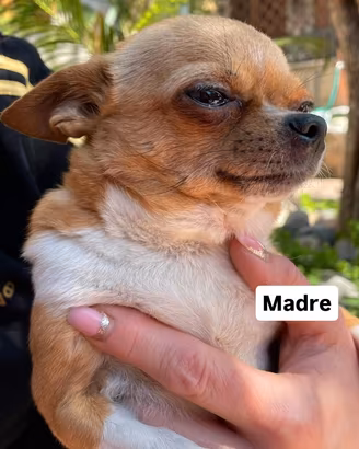 Cucciolo maschio chihuahua messicano