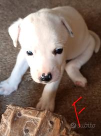 Cuccioli mix pitbull