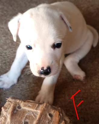 Cuccioli mix pitbull