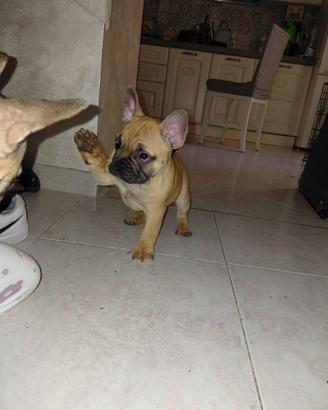 Bulldog