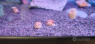 lumache da acquario dolce viviparus viviparus 