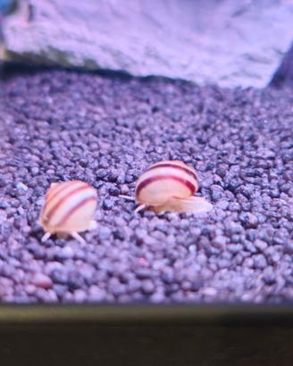 lumache da acquario dolce viviparus viviparus 