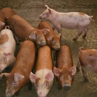 Suinetti duroc danesi
