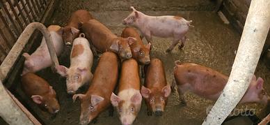 Suinetti duroc danesi