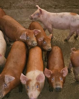 Suinetti duroc danesi