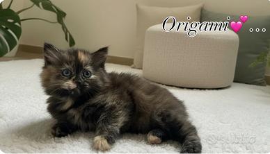 Gattina Siberiana Ipoallergenica ORIGAMI