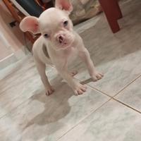 Cane Bulldog francese