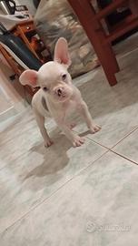 Cane Bulldog francese