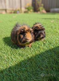 Coppia di Cavie dolcissime + Kit completo