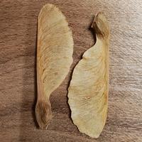 Semi acero tridente "Acer buergerianum"