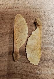 Semi acero tridente "Acer buergerianum"