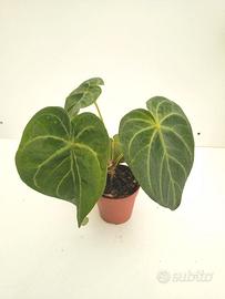 Anthurium magnificum