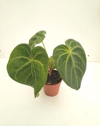 Anthurium magnificum