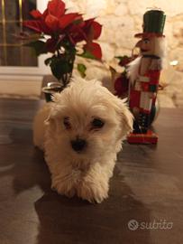 Cucciole di maltese