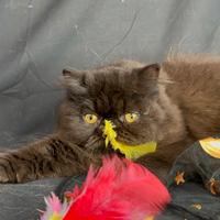 Exotic persiani persiane cuccioli e givani adulti