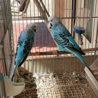 Cocoriti pronti alla cova