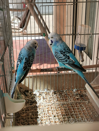 Cocoriti pronti alla cova