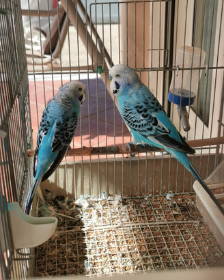 Cocoriti pronti alla cova