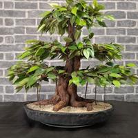 Bonsai Artificiale