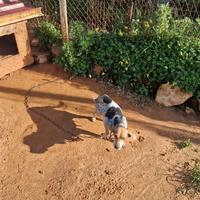 cane da caccia 