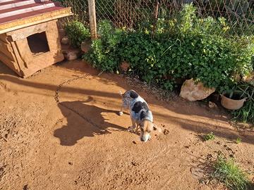 cane da caccia 