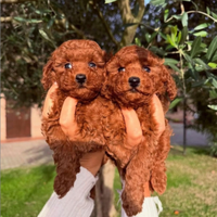 Cuccioli barboncino toy red