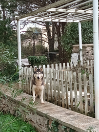 Siberia husky