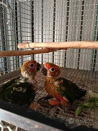 Conuro del sole allevati a mano