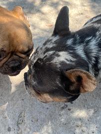 Bulldog francese esotici