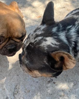 Bulldog francese esotici