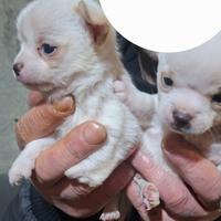Coppia maschio e femmina di chihuahua bianco