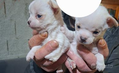 Coppia maschio e femmina di chihuahua bianco