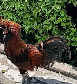 Gallo di razza Padovano 