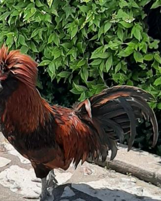 Gallo di razza Padovano 