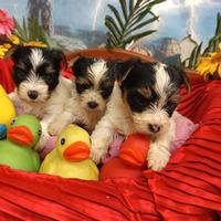 Tre Piccoli Cuccioli Taglia Piccola Biewer York