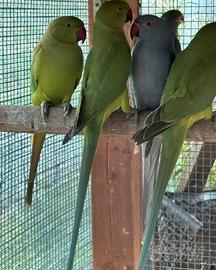 Pappagalli parrocchetti dal collare verdi sessati