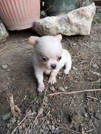 Meravigliosa Chihuahua taglia micro