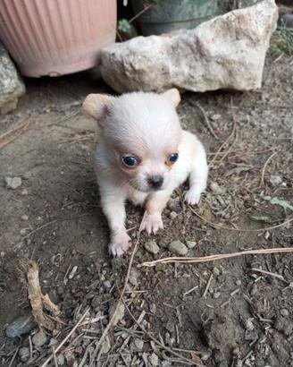 Meravigliosa Chihuahua taglia micro