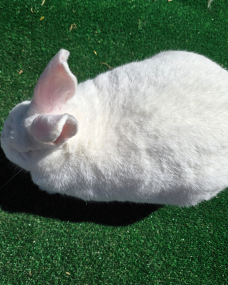 Conigli bianco di nuova zelanda
