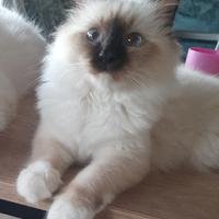 Cuccioli Sacro di Birmania