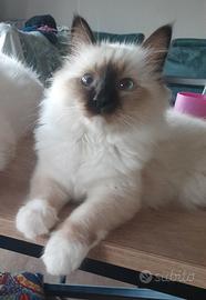 Cuccioli Sacro di Birmania