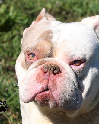 American bully maschio