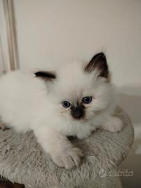 Gattini Ragdoll