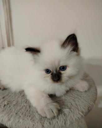 Gattini Ragdoll